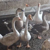 قوغآز اکراینی