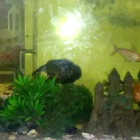 فروش آکواریوم شیشه خم کارخانه ای،