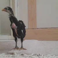 جوجه لاری مشکی و طوسی اصیل