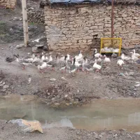 غاز محلی و بوقلمون گوشتی