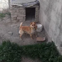 توله سگ نژاد پا مرانین