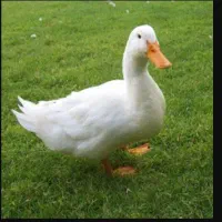 اردک نر