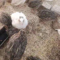 تخم بلدرچین