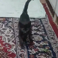 واگذاری بچه گربه