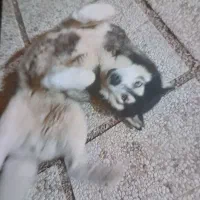سگ هاسکی