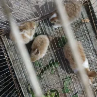 بچه خرگوش