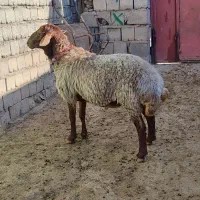 سلام