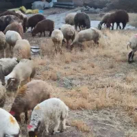 ه ومرطوب گوسفند در تهران