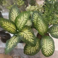 ارزانسرای گل‌های آپارتمانی و باغچه ای