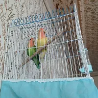 طوطی برزیلی