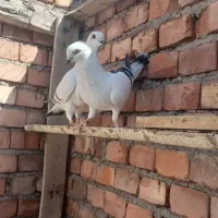 کبوتر