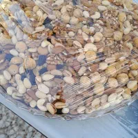 اجیل شب عید|خوردنی و آشامیدنی|بندرعباس, |دیوار