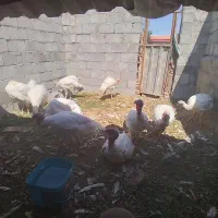 بوقلمون خوش گوشت وتما م ارگانیک