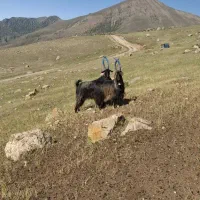 گوسفند نر بز  اخته
