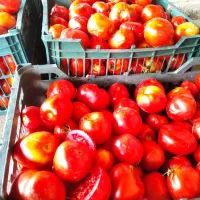 گوجه برای رب فقط تا ساعت سه بعداز ظهر