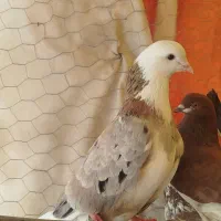 تعدادی کبوتر پرشی دونسته