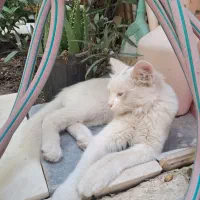 گربه پیدا شده