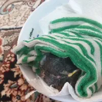 جوجه مینا