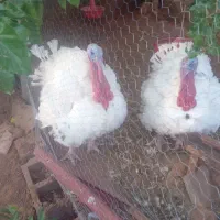 بوقلمون گوشتی