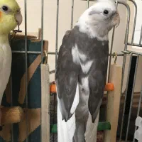 عروس هلندی