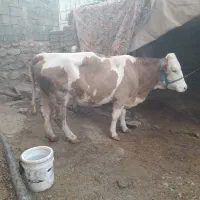 گاو یک شکم زاییده سیمینتال امریکایی