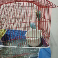 پرنده
