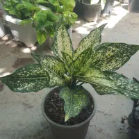 حراج گل به قیمت مناسب