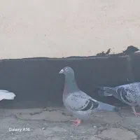 کفتر