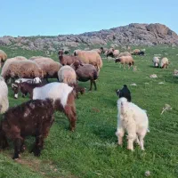 میش و بره ۲۰ راس میش و بره  گوسفند درجه یک