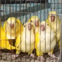 طوطی راهب لوتینو زرد ۷جفت نر و ماده همراه برگه
