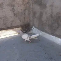 ابگول دم سفید نر  ۷رنگ دم مغبول نر
