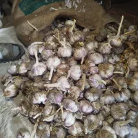 سیر بذری درجه یک