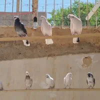 کفتر