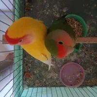کوتوله برزیلی مولد به شرط