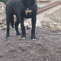 سگ نگهبان