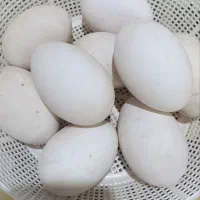 تخم غاز نطفه دار و خوراکی