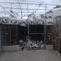 کفتر پرشی یه جایی