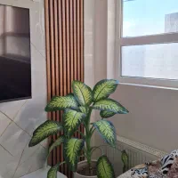 گل دیفن باخیا خوشگل و شاداب