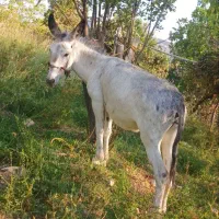 الاغ بخته جوان سرحال