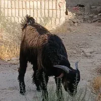 فروش کهره نر وبره ماده