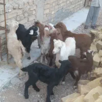 بزغاله علف خوار