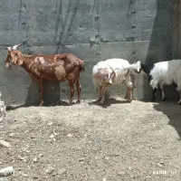 بز  دورگ