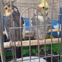 عروس هلندی