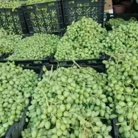 غوره دیم / بش کالوس