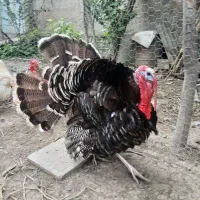 بوقلمون نر