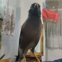 مرغ مینا سخنگو باهوش