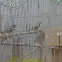 پرنده