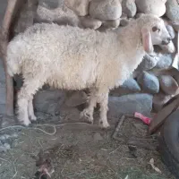 سرگرمی
