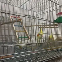 عروس هلندی لوتینو