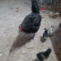مرغ با جوجه ۲۰ روزه